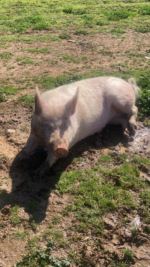 Il Casale De I Casali Del Troscio * Capalbio